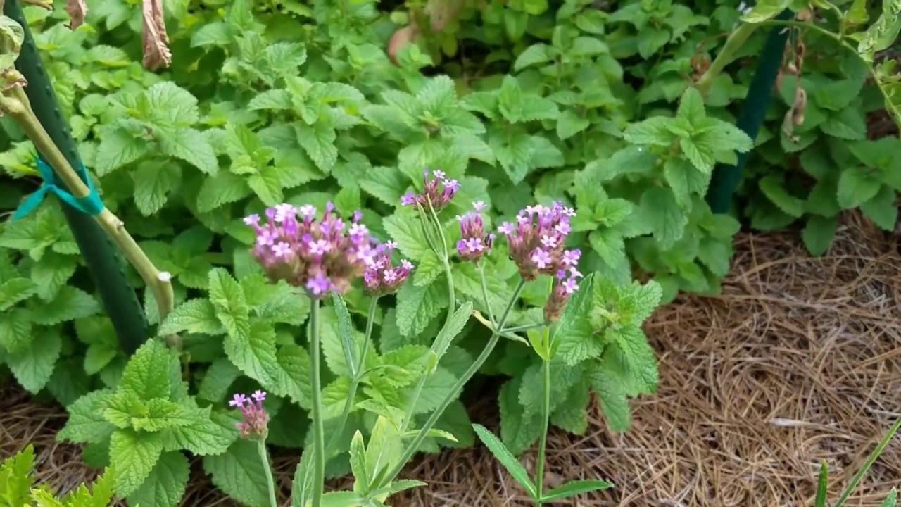 Top 10 Central Texas Flowers for 100+ degree summer heat YouTube