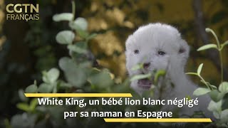 White King Un Bebe Lion Blanc Neglige Par Sa Maman En Espagne Youtube White King Un Bebe Lion Blanc Neglige Par Sa Maman En Espagne Youtube
