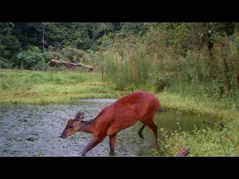 Red Brocket Deer-Adapted For Life in the Rainforest