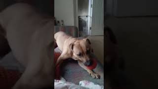 Storm The Staffie 14 Sharpie Playing Loud Ball