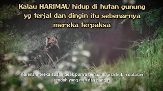 Download Lagu Rumah Harimau,Macan,Slentek,Ular dll. 75%dihutan dataran rendah  MP3