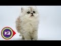 10 Most Popular Cat Breeds Around The World の動画、YouTube動画。