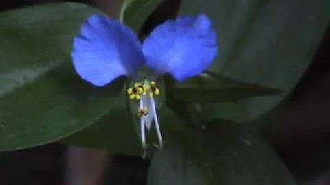 Is angelonia toxic?