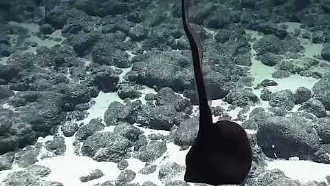 Scientists' Hilarious Reaction to Bizarre Deep-Sea Fish