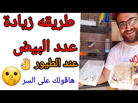 زيادة عدد البيض ومضاعفة الانتاج عند الطيور