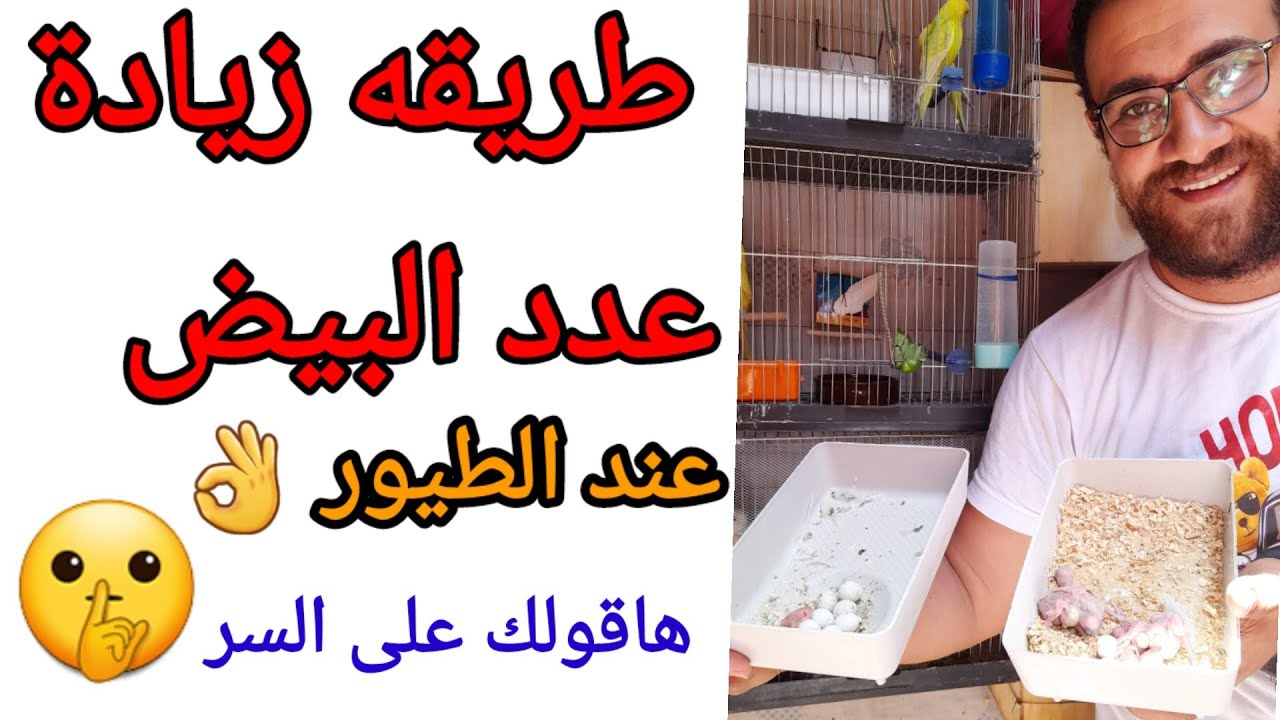 زيادة عدد البيض ومضاعفة الانتاج عند الطيور