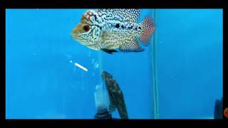 Progress Louhan Kamfa F3 Mongkol by Peter Jaya Flowerhorn