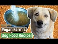 What a Vegan Rescue Feeds to Dogs / Kutton ke liye shakahari khana banane ka tarika?