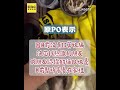 颱風逼近奶貓路邊落單！暖男「就地打包」結局超暖 #shorts