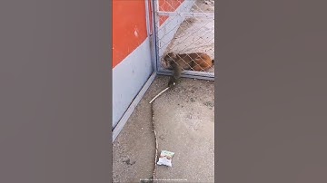 Had to outwit the monkey #shortvideo