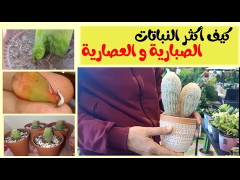 فيديو: رعاية نباتات كراسولا العصارية - نصائح لزراعة نبات باغودا الأحمر كراسولا