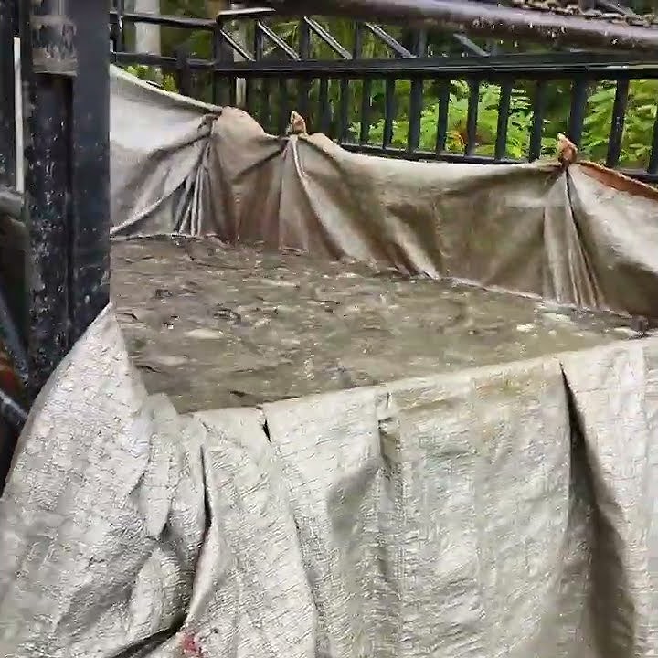 Bawa ikan lele 1 ton pakai mobil