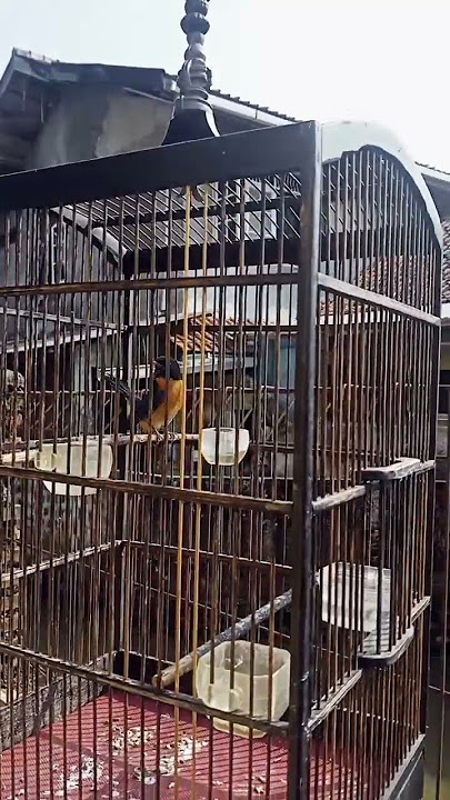 Tledekan bakau suara ngetrak untuk pancingan tledekan bahan