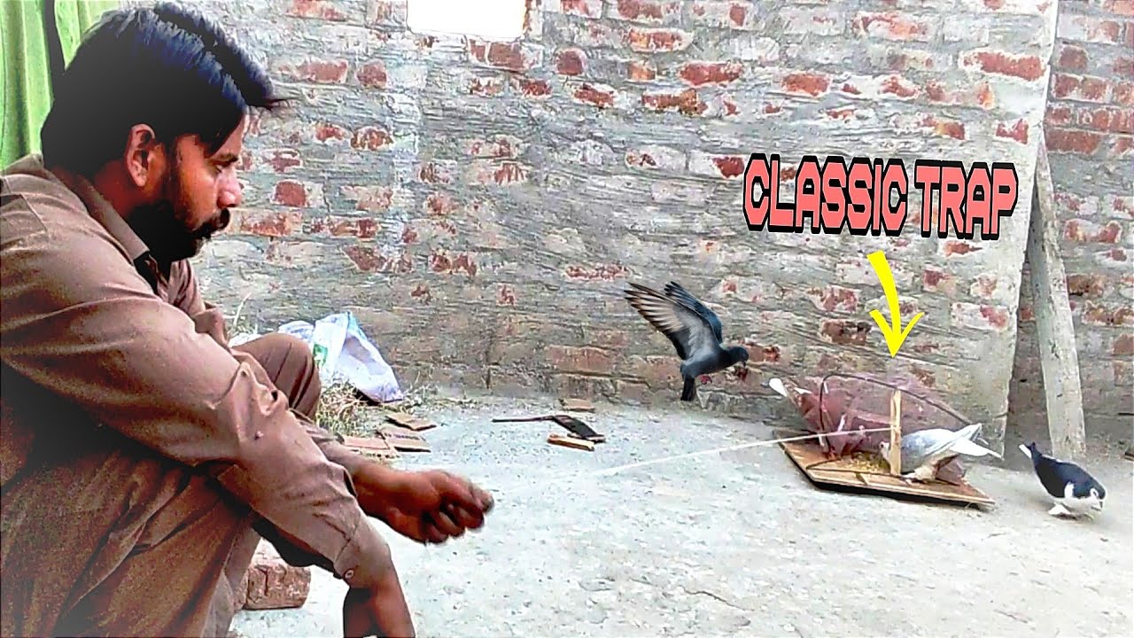 Amazing classic Trap Technology for Birds!