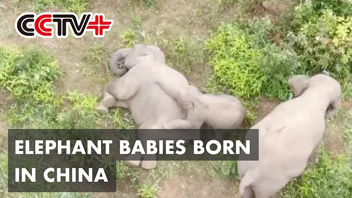 3 New Elephant Babies Born in Southwest China's Yunnan - DayDayNews