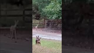 #pets #dog #deer #wildlife #shorts