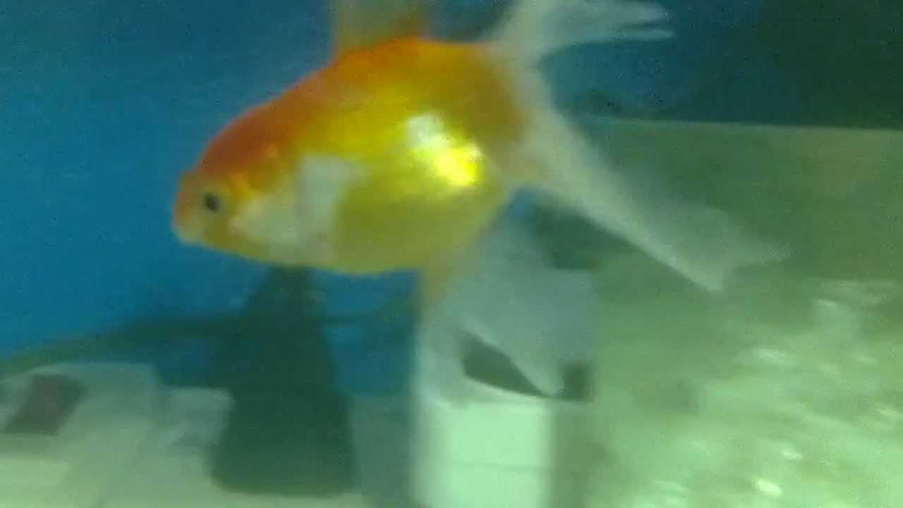 Kinguio com cauda roida.