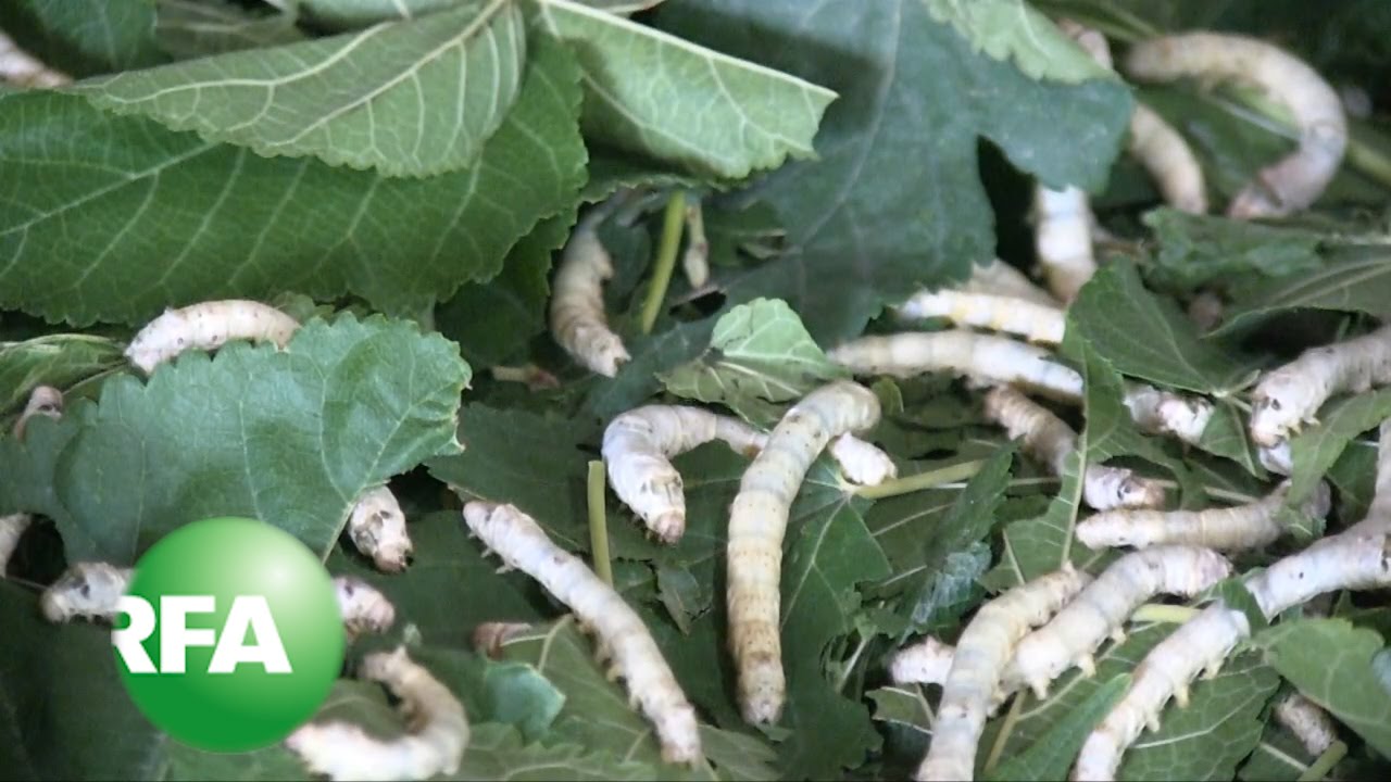 Silkworms Spin Hope for an Endangered Cambodian Tradition YouTube