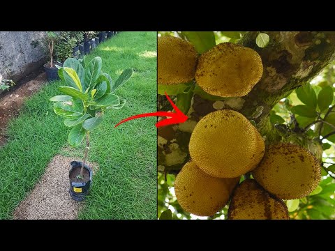 Vídeo: Propagação de sementes de jaca: dicas para cultivar jaca a partir de sementes