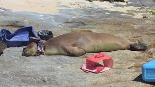 Species In The Spotlight Hawaiian Monk Seal