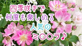 【ガーデニング】【初心者】【バラ】ＧＷ前後の今が、花付き苗の購入チャンス⭐︎超オススメ毎年人気のミニバラ厳選2品種をご紹介♪ナチュラルガーデンにもあいますよ⭐︎