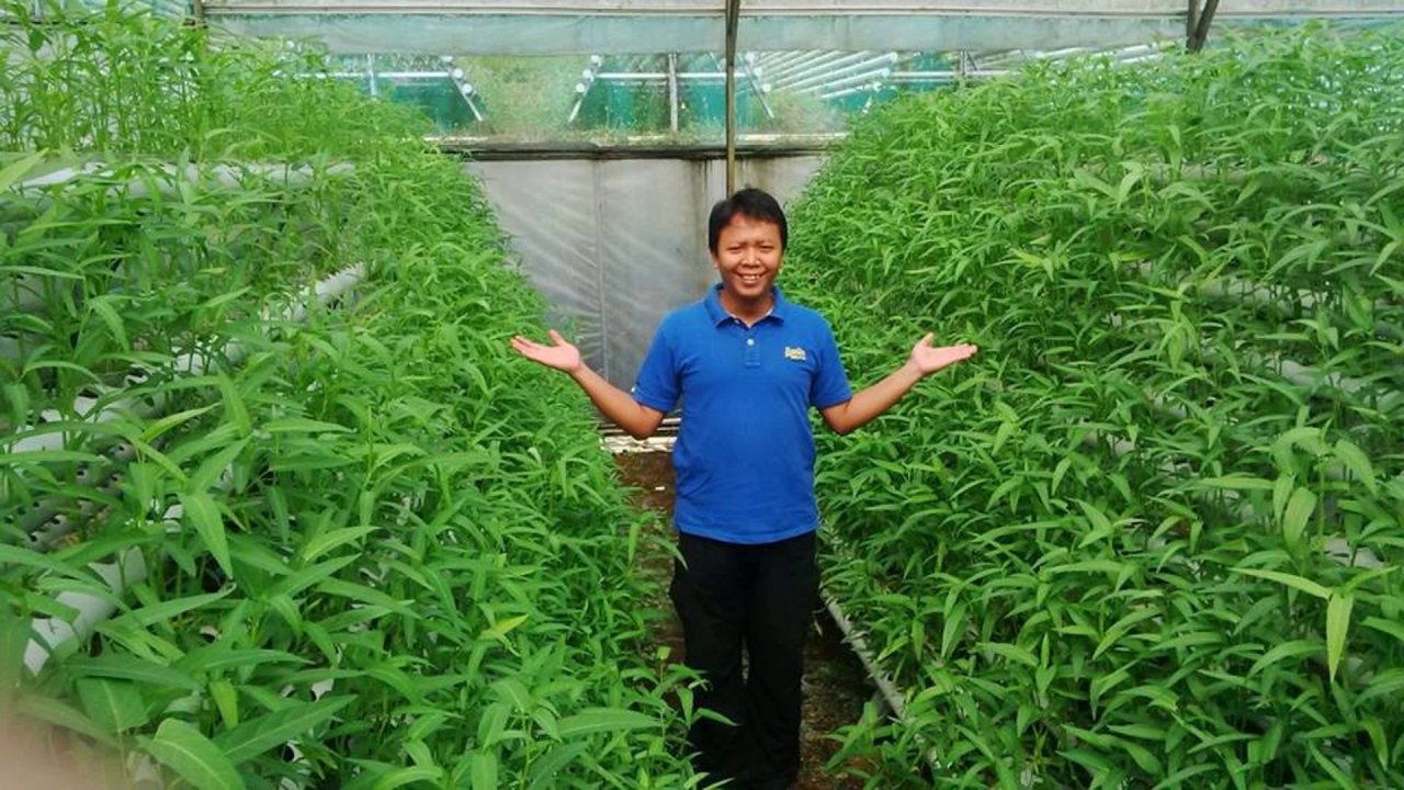 Supplier Jual Sayuran Caisim Hidroponik Organik di Jakarta 