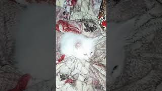 Odd-Eyed Baby Kitten Playing 😸✨ | Rare &amp; Adorable#youtubeshorts#cat #tranding #kitty #cutekitty