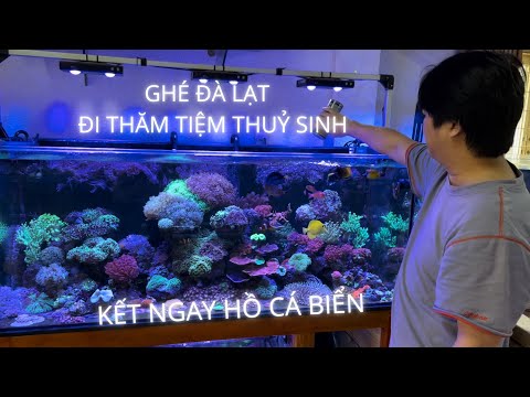 Video Ghé Đà Lạt Thăm tiệm thủy sinh - Kết ngay hồ cá biển - youtube