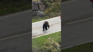 OSO PARDO cruza una carretera de SOMIEDO! #faunasalvaje #wildlife