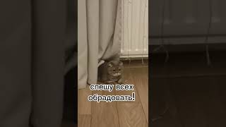 я прекрасно сохранилась! #животные #юмор #кошка #мими