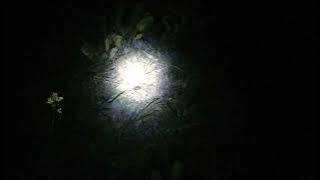 CARA MENANGKAP BURUNG PUYUH HUTAN DI MALAM HARI, #puyuhliar #puyuhhutan #burungpuyuhliar