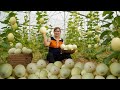 Harvesting Korean White Melons Goes to the Market Sell -Taking Care Komodo Dragon - Free New Life