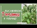 Томаты. Когда и как высадить в теплицу.