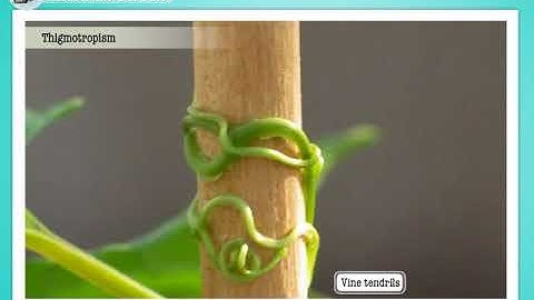 Tropic and nastic movements | Macmillan Education India