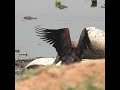 Mating Rituals of Lesser Whistling Ducks #ducks #bonding #breeding