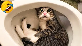 Cute and Funny Cats - That Will Make You Laugh 2024
