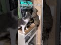 cat danger fight 😼