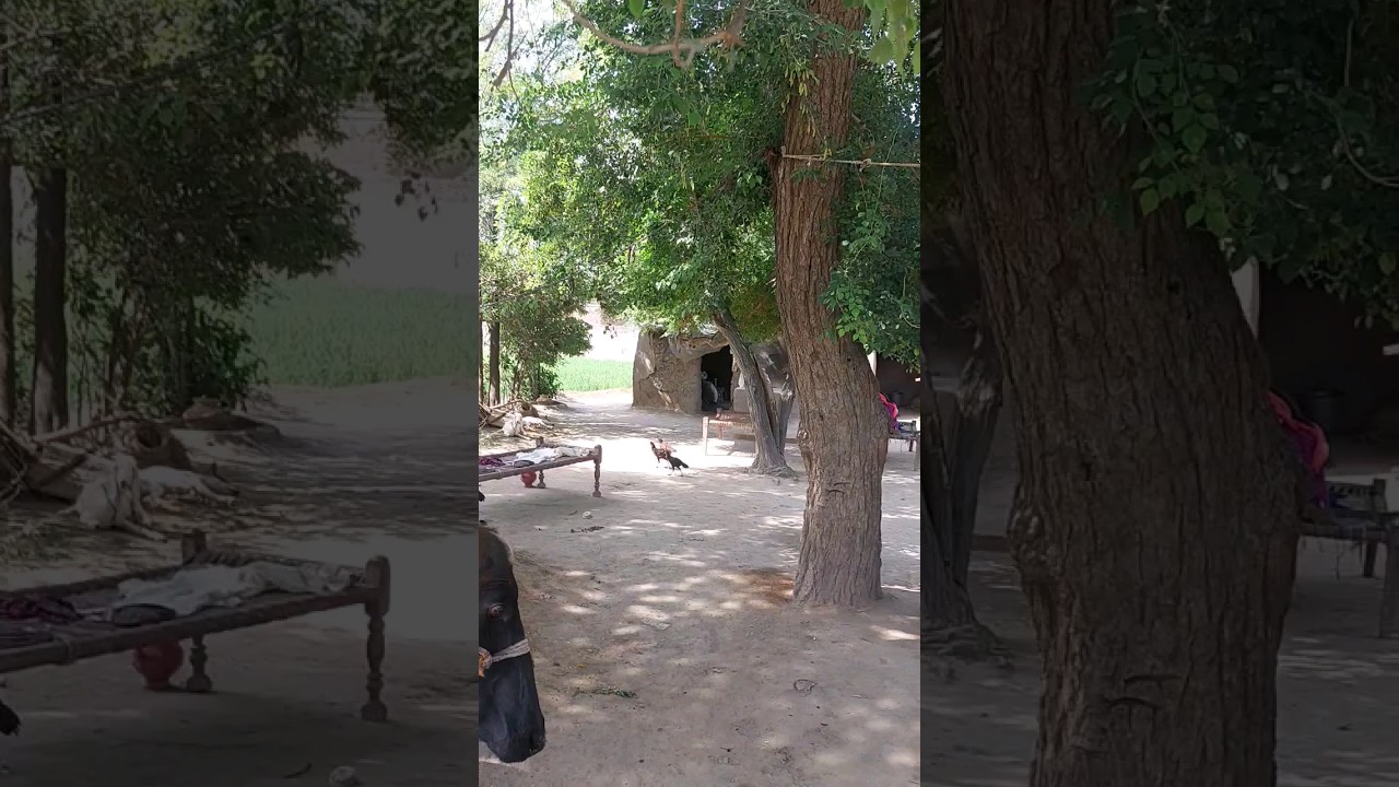 gaon k log | village life pakistan 