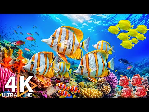 4K Deep Sea Wonders Marine Life Sea Animals Peaceful Music For Sleep 20 