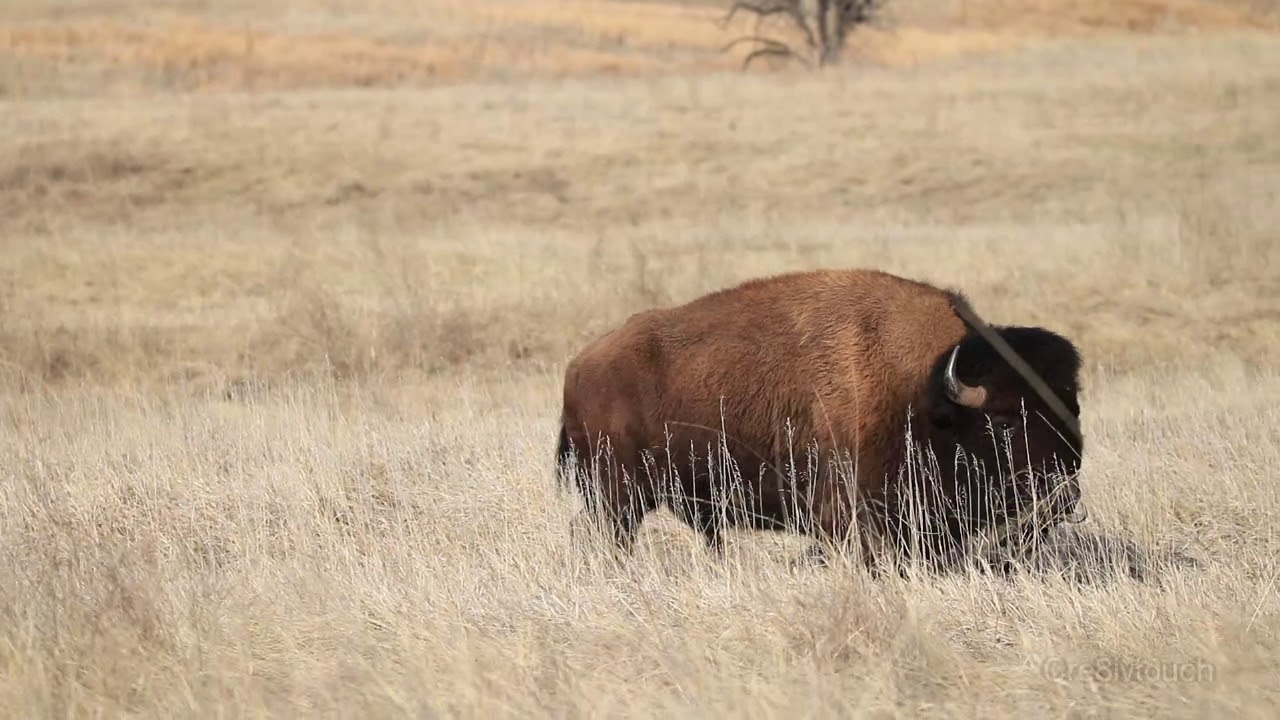 Bison Bull at Custer State Park 