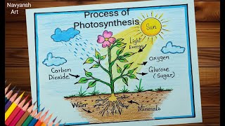 Process of Photosynthesis diagram drawing CBSE / How to draw and label Photosynthesis diagram easily