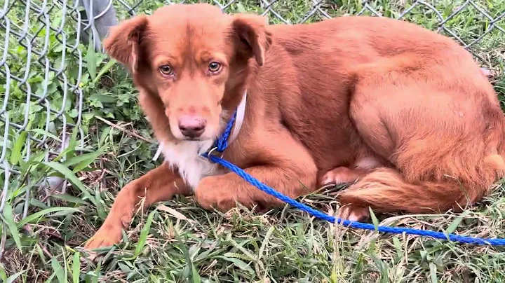 A2047365 Duckie (bio)