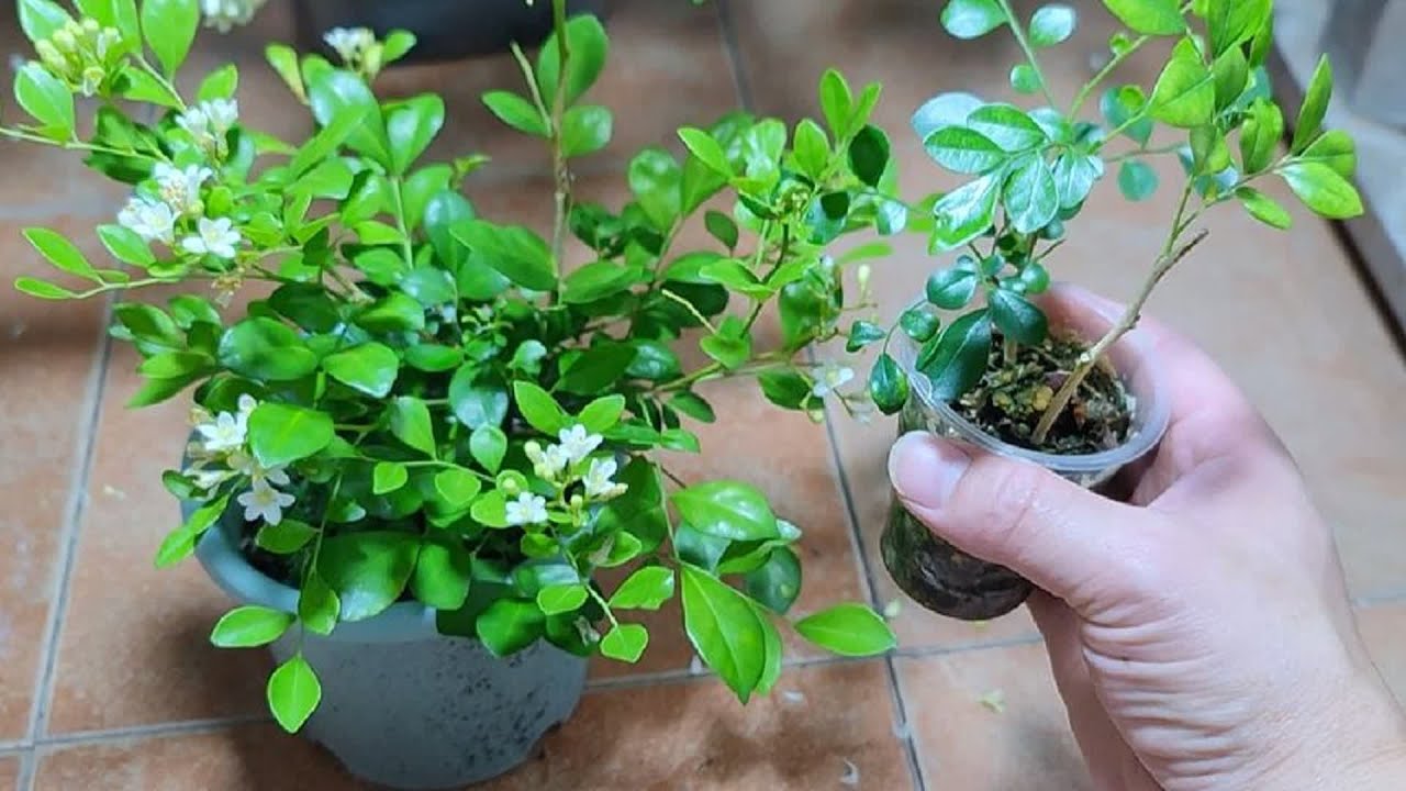 最适合阳台养的“香香花”，只要买一盆，就能扦插变成几十盆- YouTube