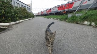 Кот- Кот-