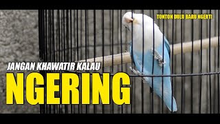 KENAPA LOVE BIRD SERING NGERING?