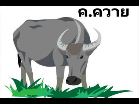 รักควายควาย - มิน เฉาก๊วย Feat. มิ้ว ไม้ขีดไฟ