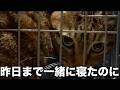 【責任放棄】「引き取ってくれ」どうしても飼えない？10年一緒に暮らした猫を放棄され保護しに【保護猫レスキュー】