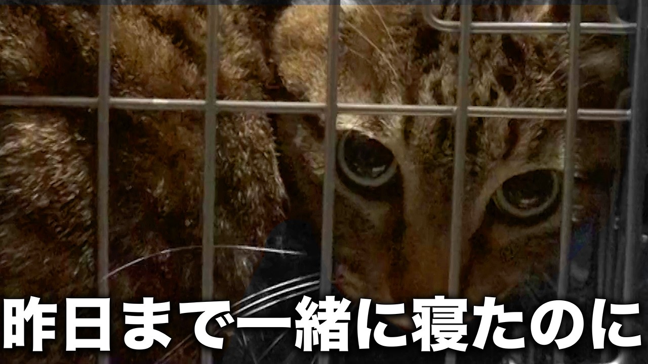 【責任放棄】「引き取ってくれ」どうしても飼えない？10年一緒に暮らした猫を放棄され保護しに【保護猫レスキュー】