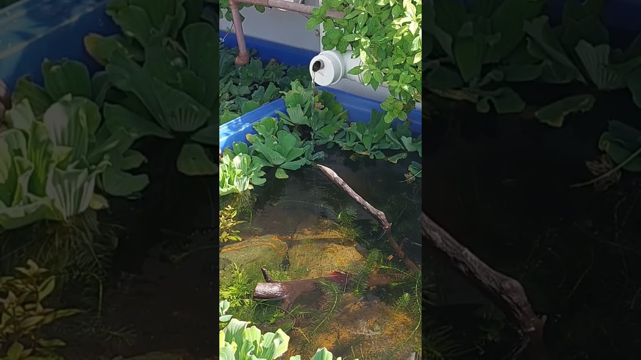 Peixe betta macho vermelho tanque 2 água transparente 