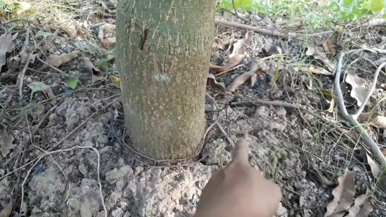 #24 - Cách xử lý xoài nghịch vụ | Xoài hòa lộc chanel